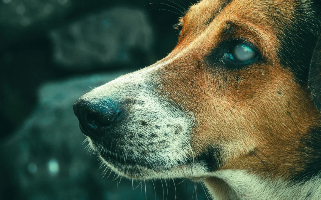 Picture of a close up profile of a brown and white dog looking to the side