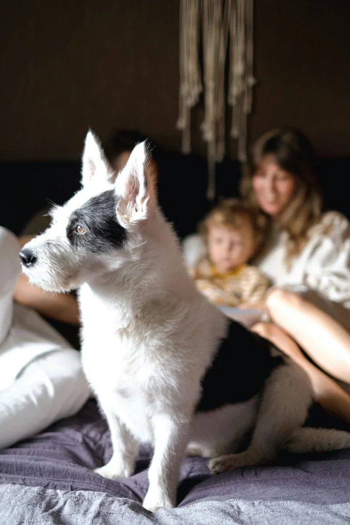 picture of a close up profile view of a white and black wire haired dog sitting indoors