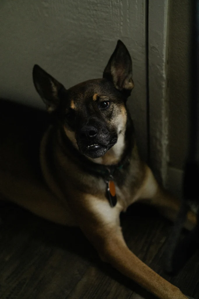 picture of a dark brown shepherd mix guard dog looking alertly at the camera while lying near a doorway