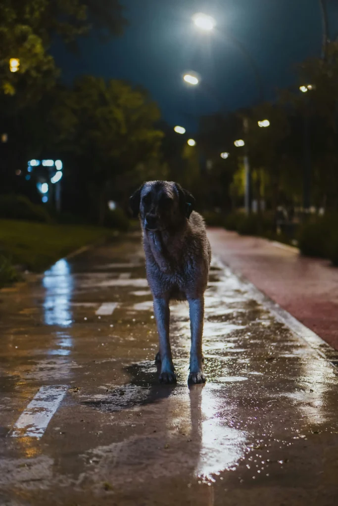 Picture of a dog standing on a wet reflective path under streetlights at night