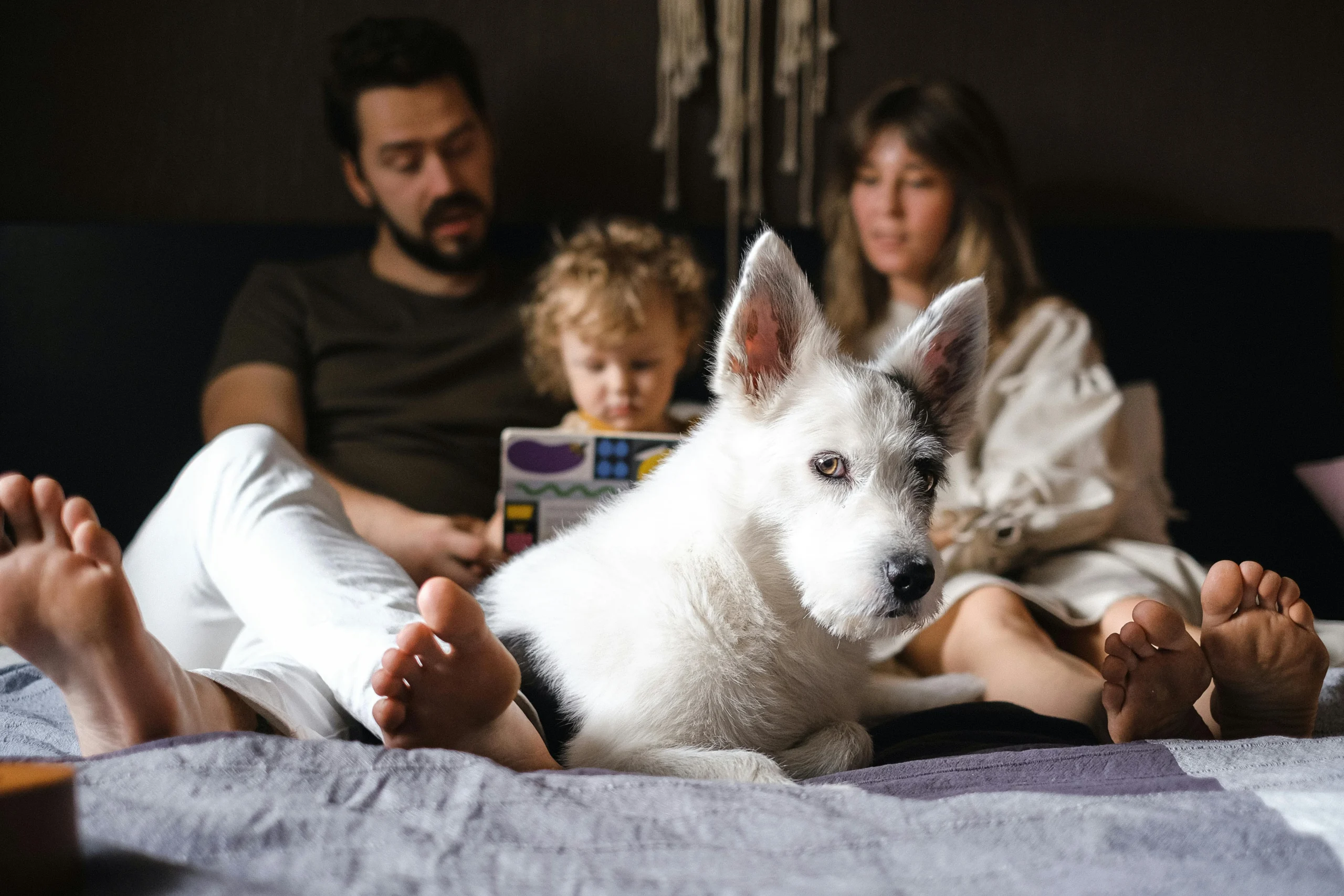 Ideal Family Dogs: The Right Breed for Your Home and Kids