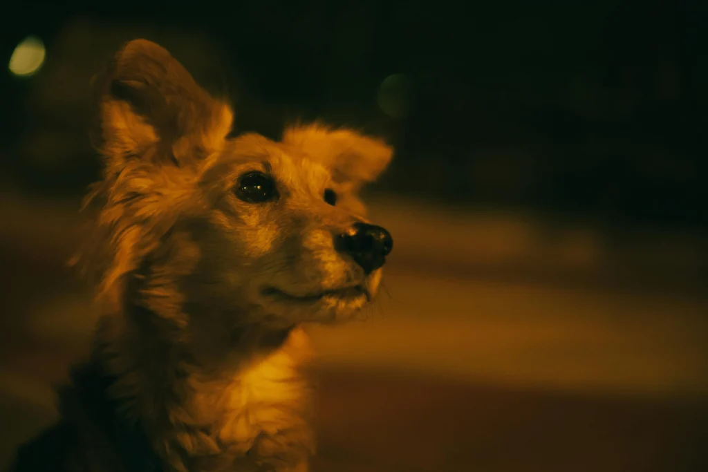Picture of a fluffy dog looking away under warm streetlights at night