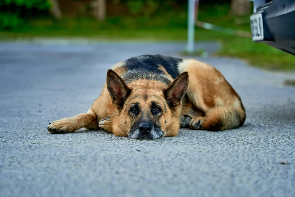 Picture of a German Shepherd lying flat on its belly on an asphalt surface