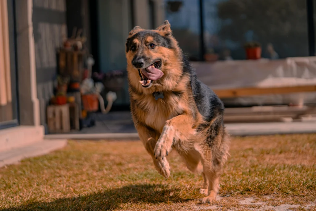 Picture of a German Shepherd running playfully towards the camera in a sunny yard