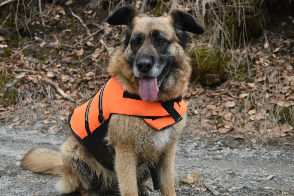 Picture of a German Shepherd wearing an orange life vest sitting outside