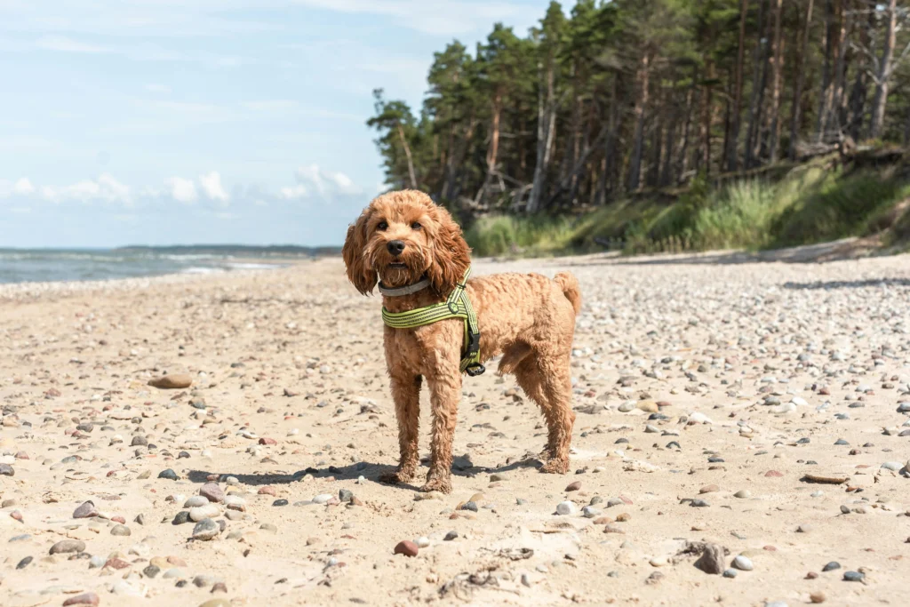 Picture of a golden doodle wearing a green harness standing on a sandy pebble beach
