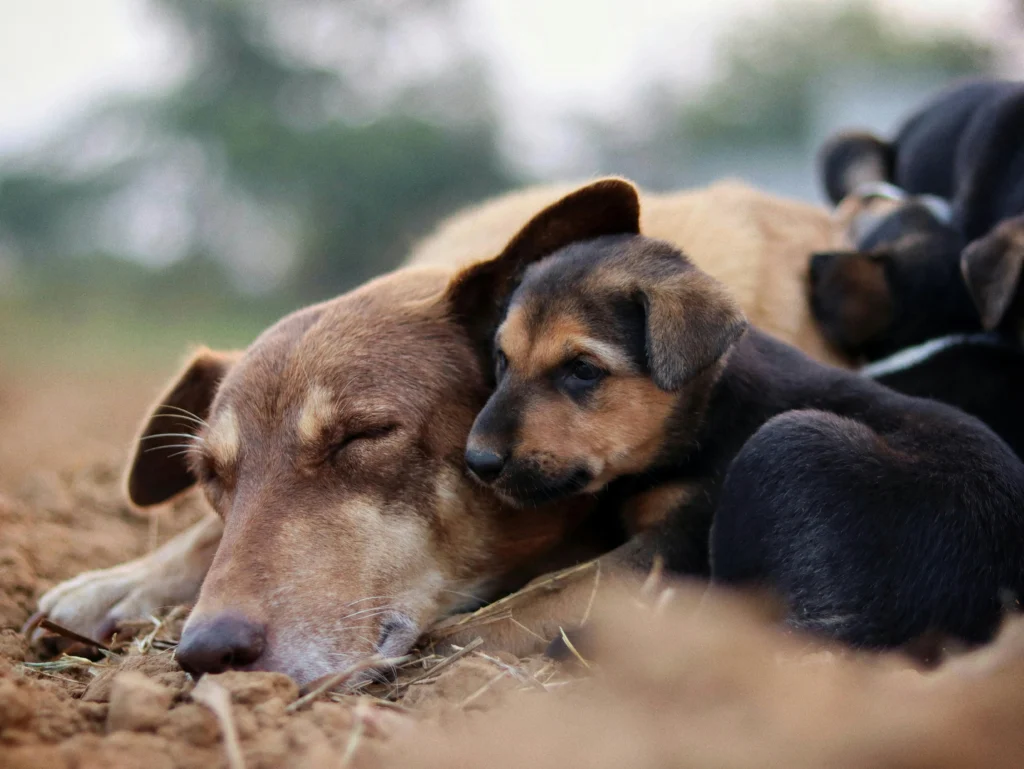 picture of a large brown dog sleeping on the ground with a small puppy resting its head on the adults back
