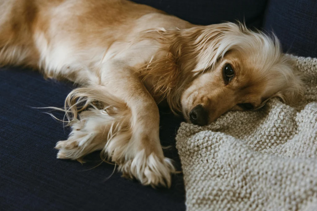 picture of a long haired golden dog lying down on a dark blue sofa next to a knitted blanket