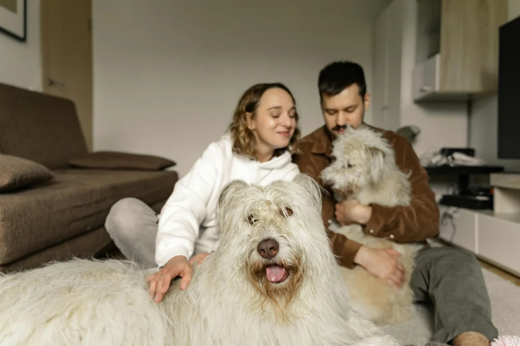 picture of a man and woman sitting on the floor of a living room petting two large fluffy white ideal family dogs
