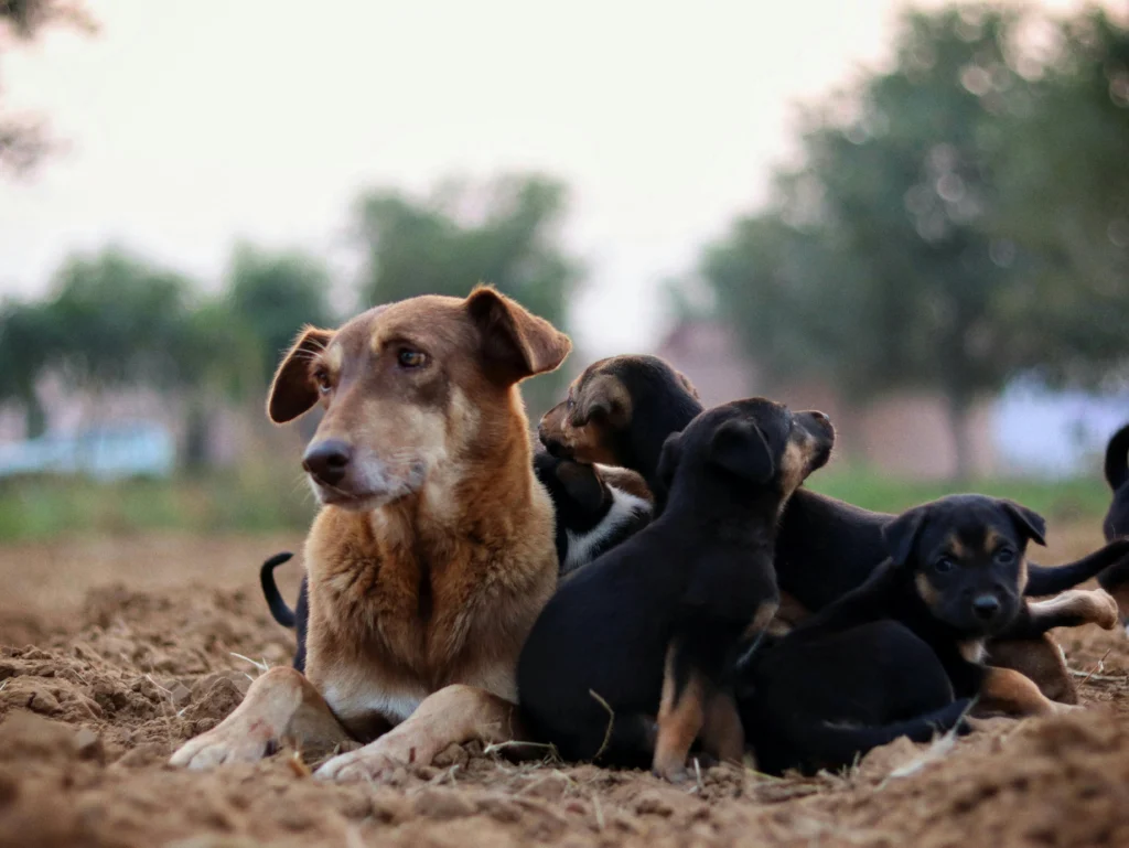 picture of a mother brown dog lying in the dirt surrounded by her small dark puppies