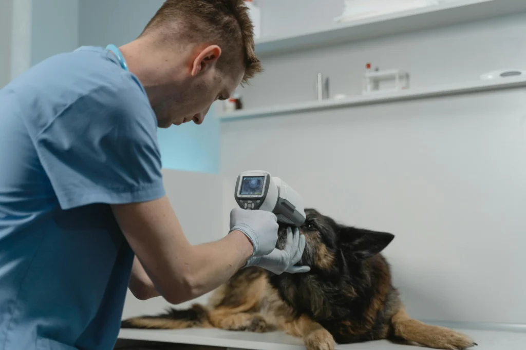 picture of a veterinarian in blue scrubs using a handheld diagnostic device to examine a large dark furred dog
