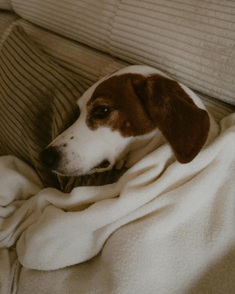picture of a white and brown dog resting its head on a pillow while tucked under a beige blanketwebp