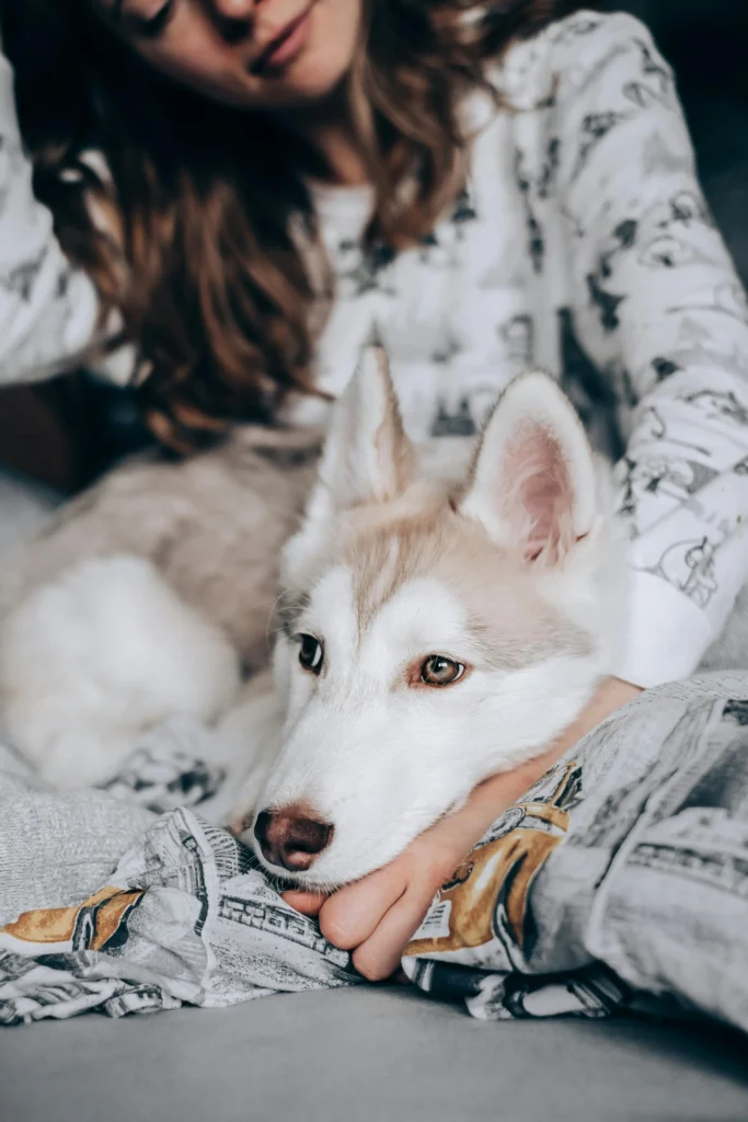 picture of a young husky breed dog resting its head on a person s arm while lying in bed