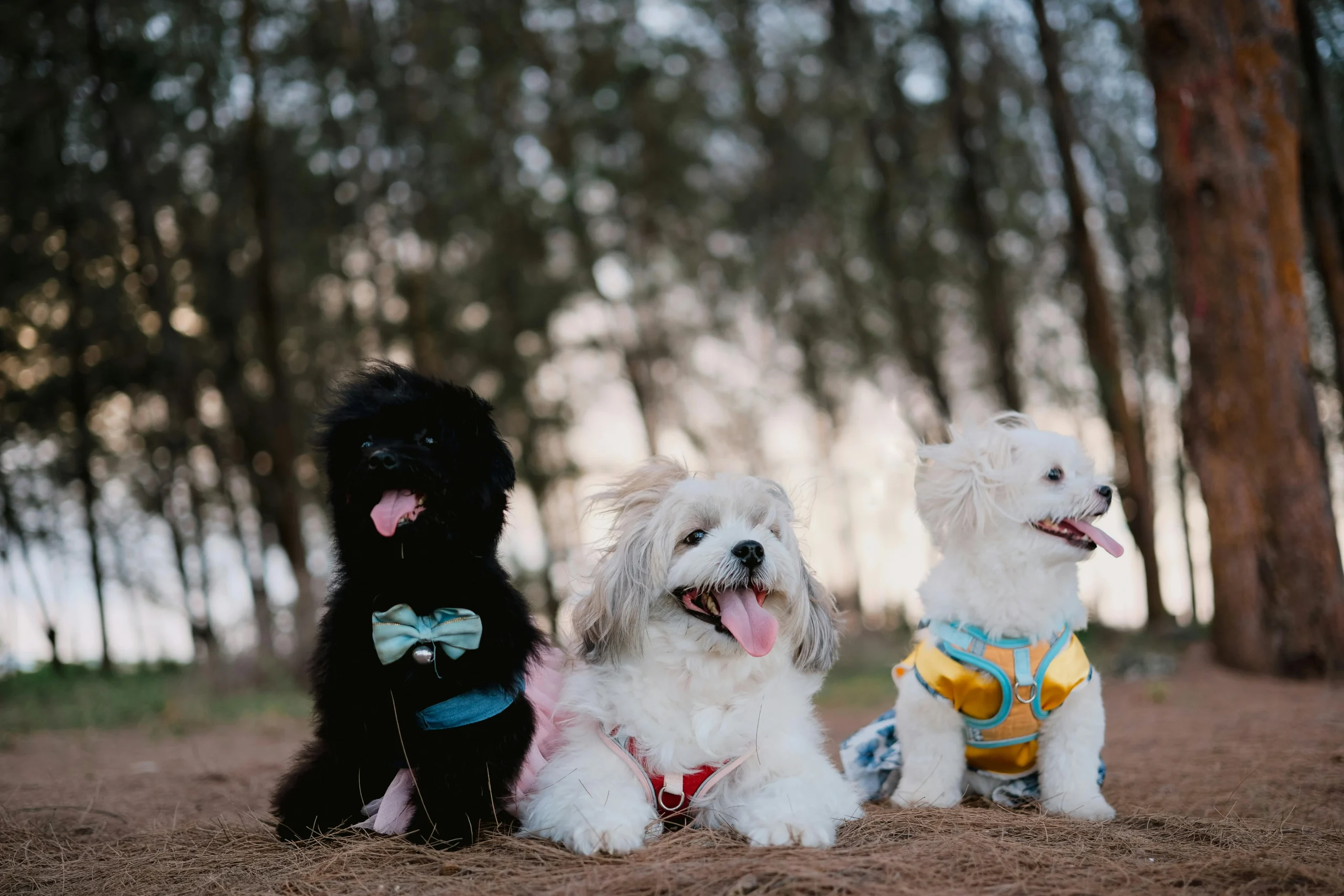 Hypoallergenic Dogs: Breeds, Facts and Care Tips