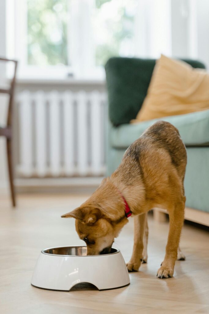 Picture of a fluffy dog eating from a grey bowl while a hand holds a smaller dish above it.