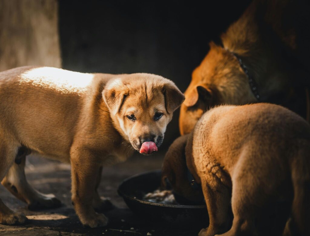 Picture of a group of brown puppies eating from a bowl with one looking up and licking its lips.