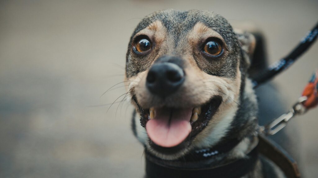 happy dog