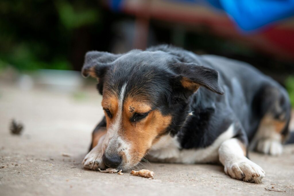 Picture of a dog lying on the ground sniffing and eating small pieces of food.