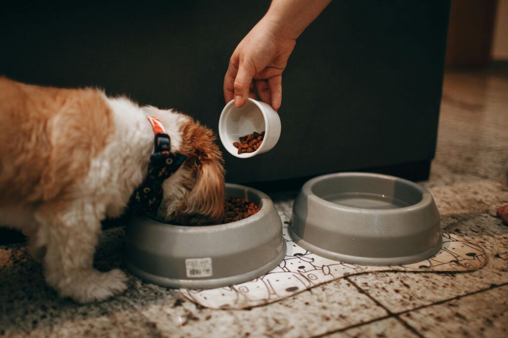 Picture of a person sitting on a wooden floor feeding a white dog resting on its side.