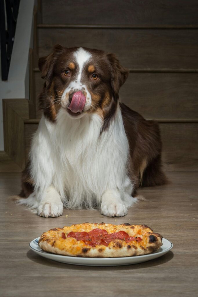 Picture of a brown and white dog licking its lips while looking at a pepperoni pizza, showcasing the question “Can dogs eat cheese?”