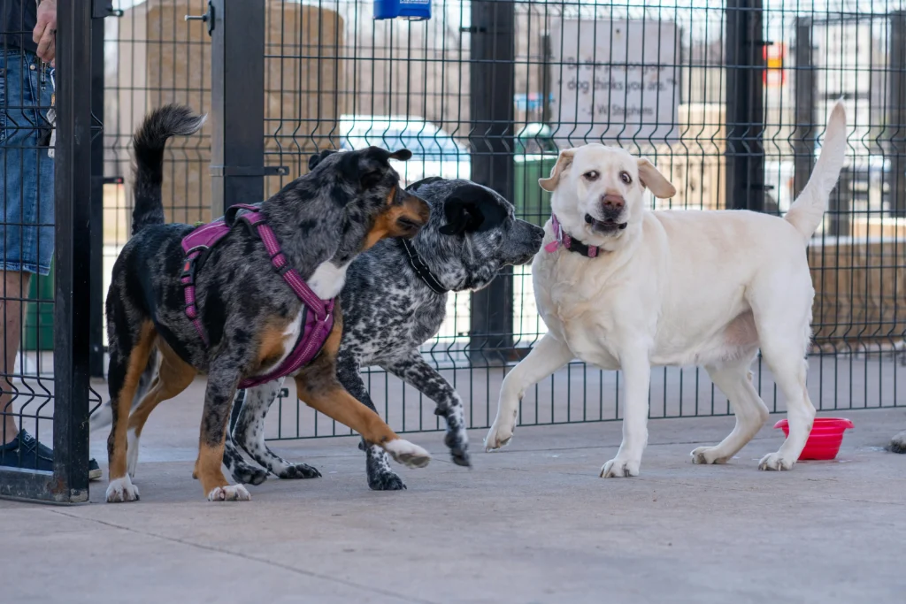 3 dogs with attitude