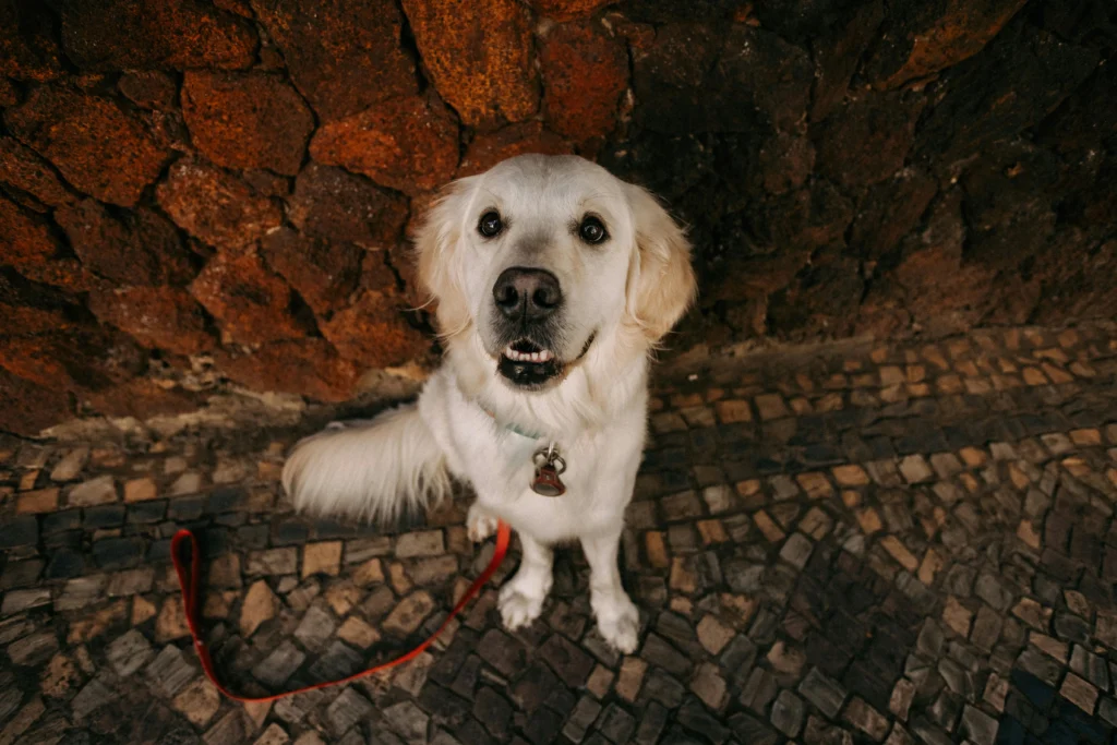 dog close up