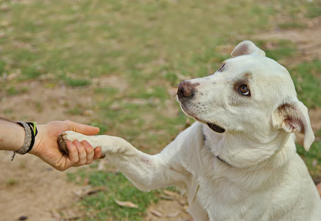 dog holding hands