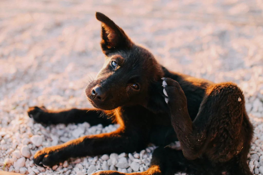 dog scratching ears