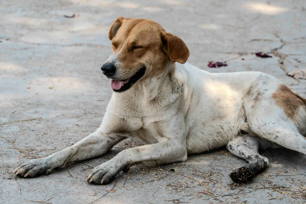 Dog Attitude: What Your Dog's Behavior Is Really Telling You