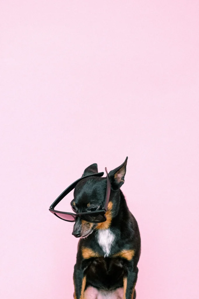 What Your Dog's Behavior Is Really Telling You