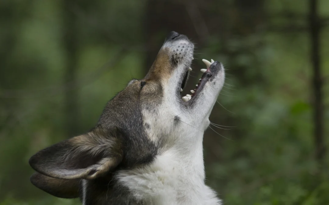 Dog Attitude: What Your Dog’s Behavior Is Really Telling You