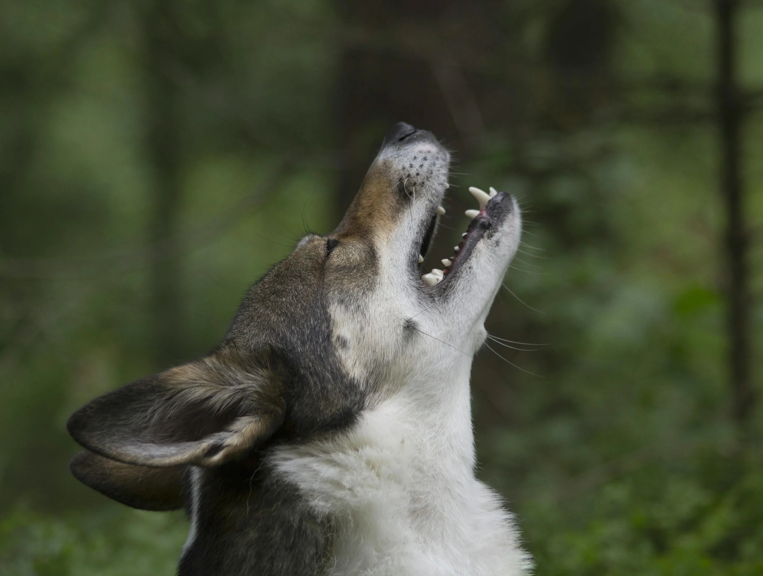 Dog Attitude: What Your Dog’s Behavior Is Really Telling You