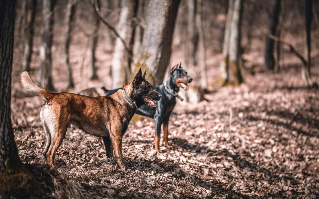 What’s a Good Guard Dog? Complete Guide