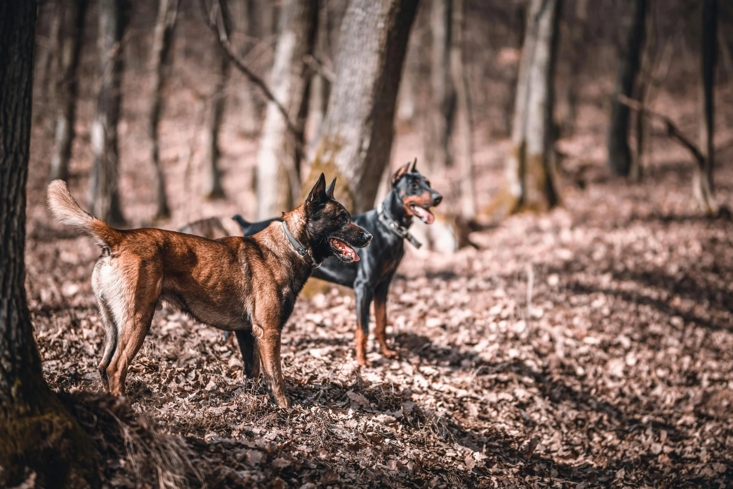 What’s a Good Guard Dog? Complete Guide