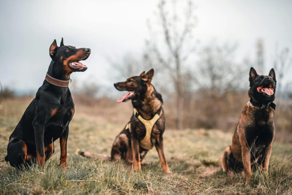 picture of a doberman pinscher and two other guard dogs sitting in a grassy field
