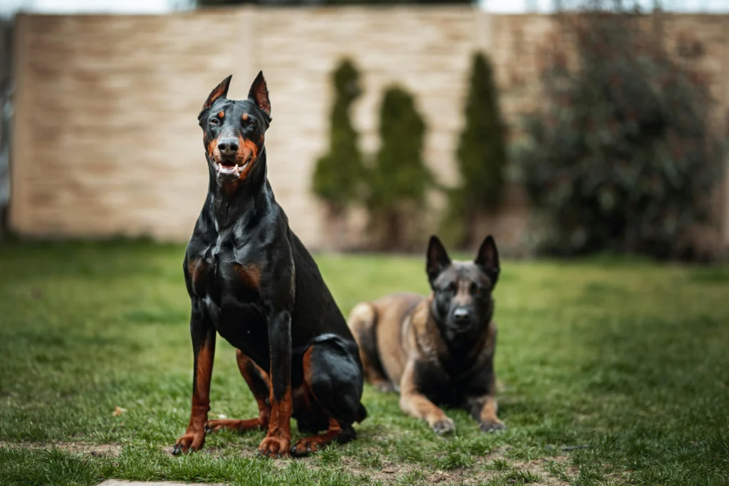 picture of a doberman sitting attentively on grass with a belgian malinois resting behind it