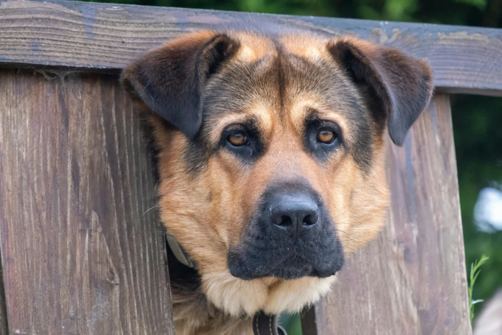 picture of a dog with brown and black fur poking its head through a wooden fence