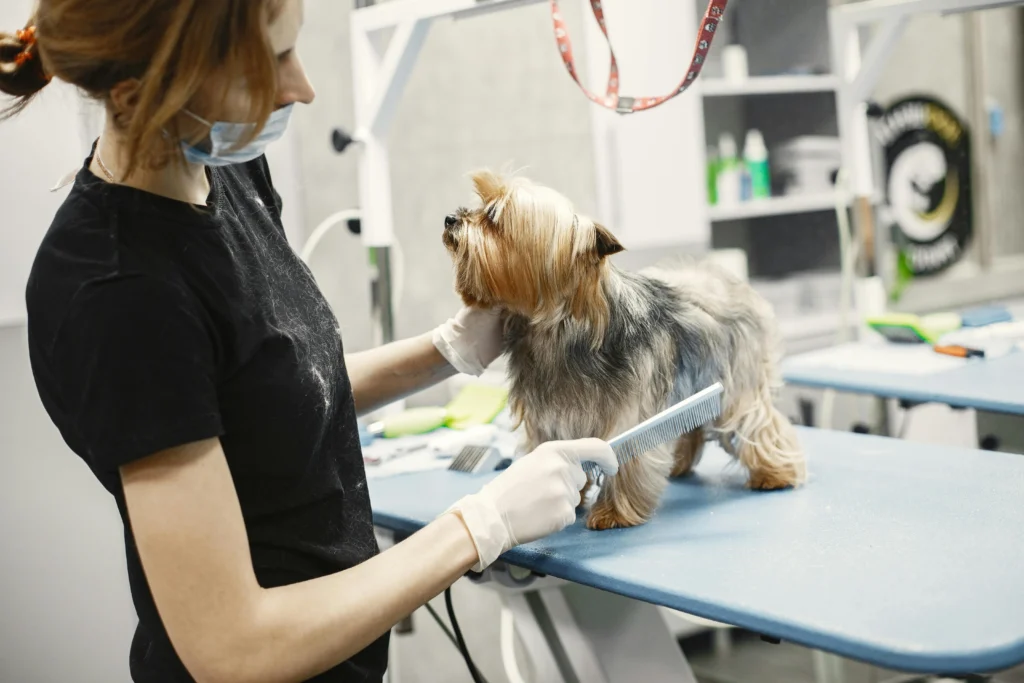 picture of a groomer brushing the fur on the side of a yorkshire terrier standing on a blue table