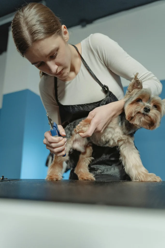 picture of a groomer carefully trimming the nails of a yorkshire terrier standing on a grooming table