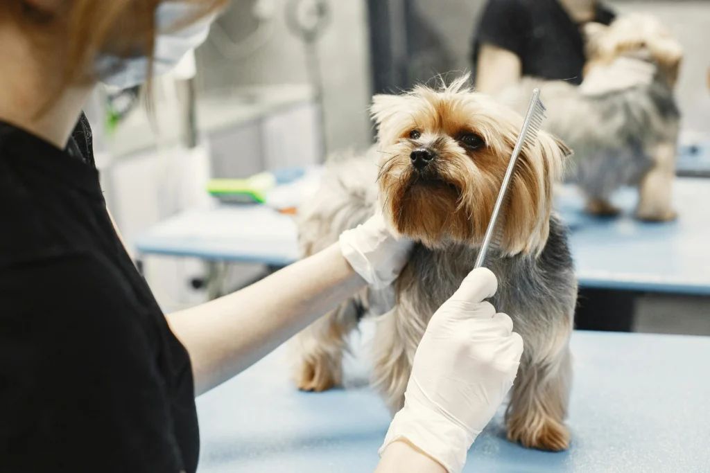 picture of a groomer using a comb to brush the fur of a yorkshire terrier looking upwards