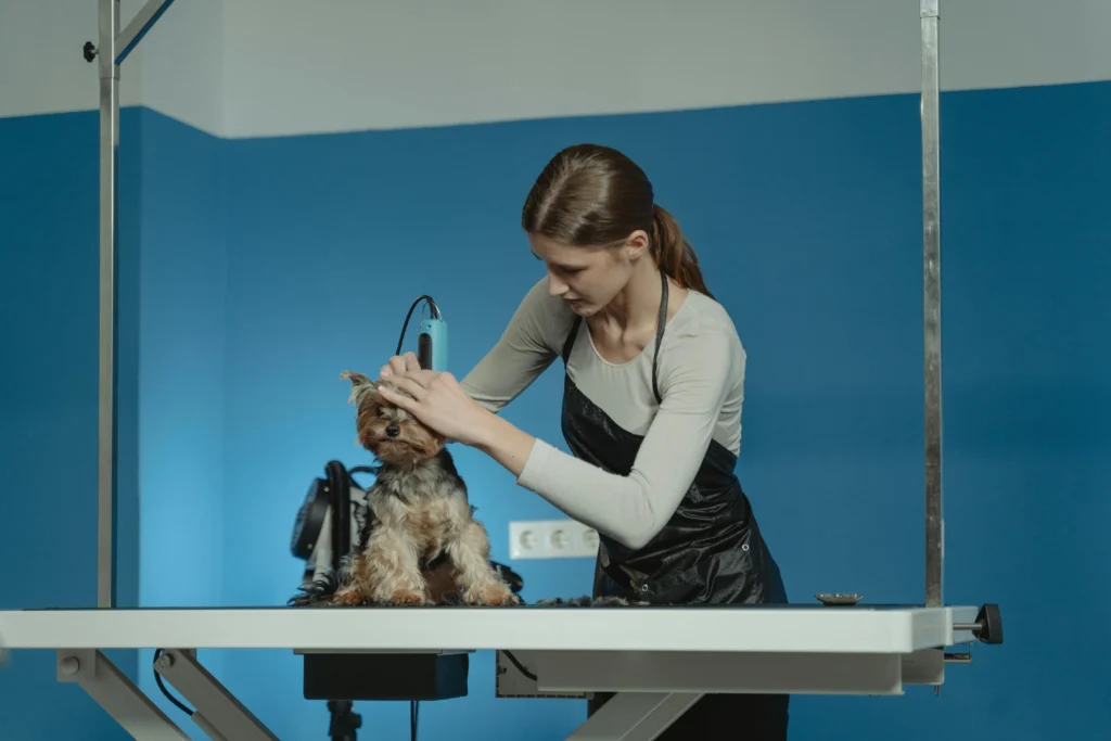 picture of a groomer using clippers to trim the fur around the head of a yorkshire terrier