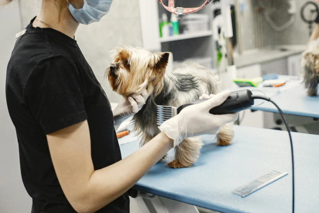picture of a groomer using electric clippers to trim the fur on the side of a yorkshire terrier