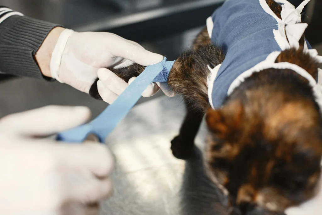 picture of a groomer wrapping a blue bandage around the front leg of a small brown and black dog