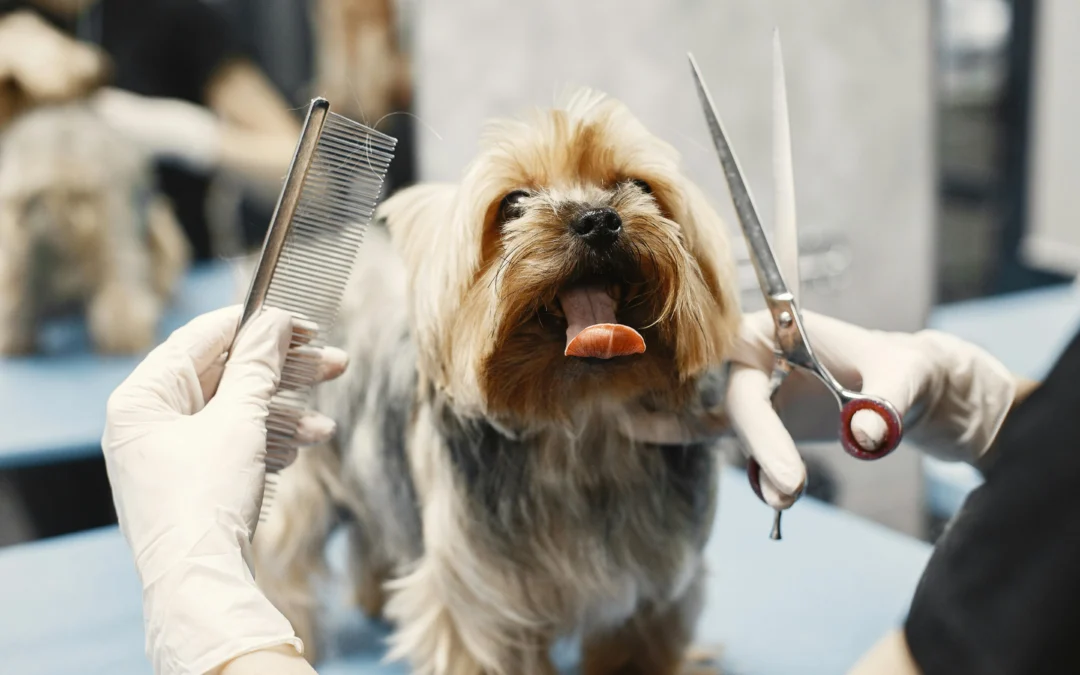 Dog Grooming and Everything It Does for Your Dog’s Health, Coat, and Happiness