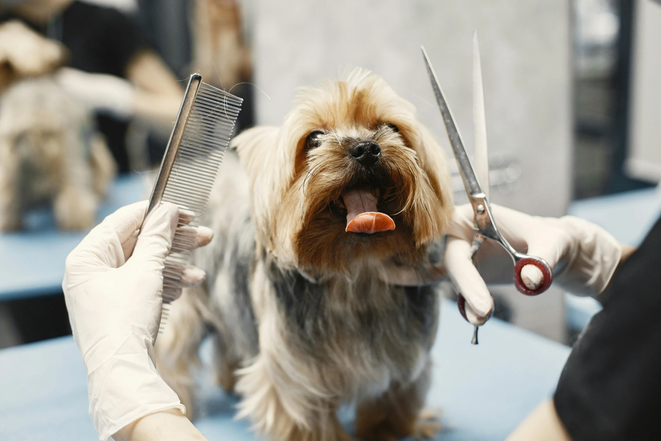Dog Grooming and Everything It Does for Your Dog’s Health, Coat, and Happiness