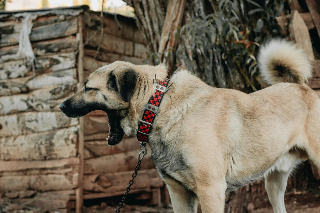 picture of a large tan dog with a red and black spiked collar yawning while on a chain