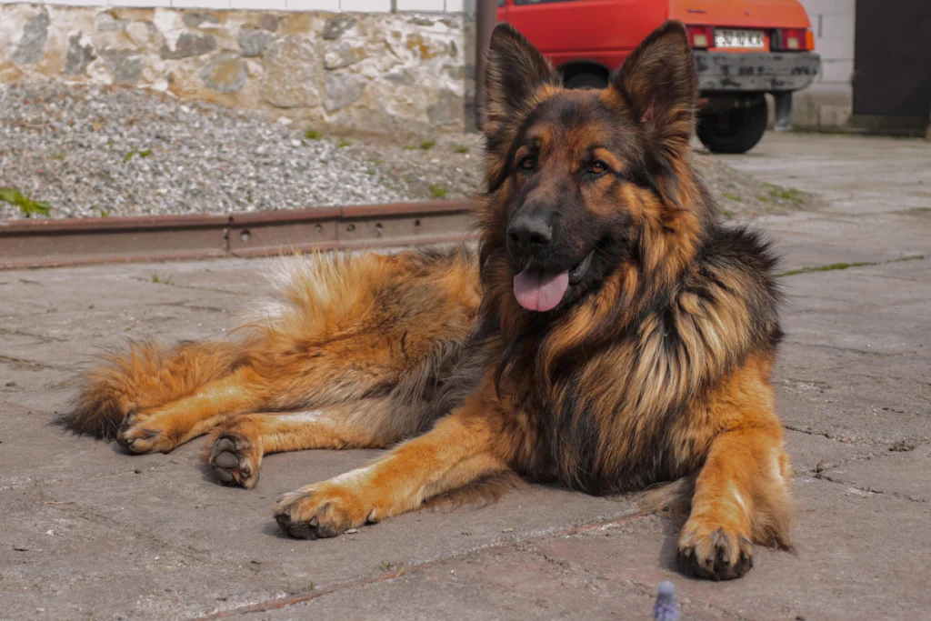 picture of a long haired german shepherd lying relaxed on a concrete surface