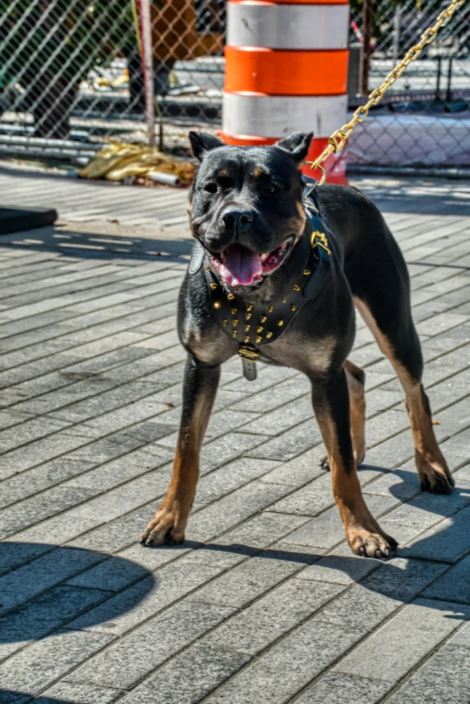 picture of a muscular black dog wearing a heavy black leather harness with gold spikes