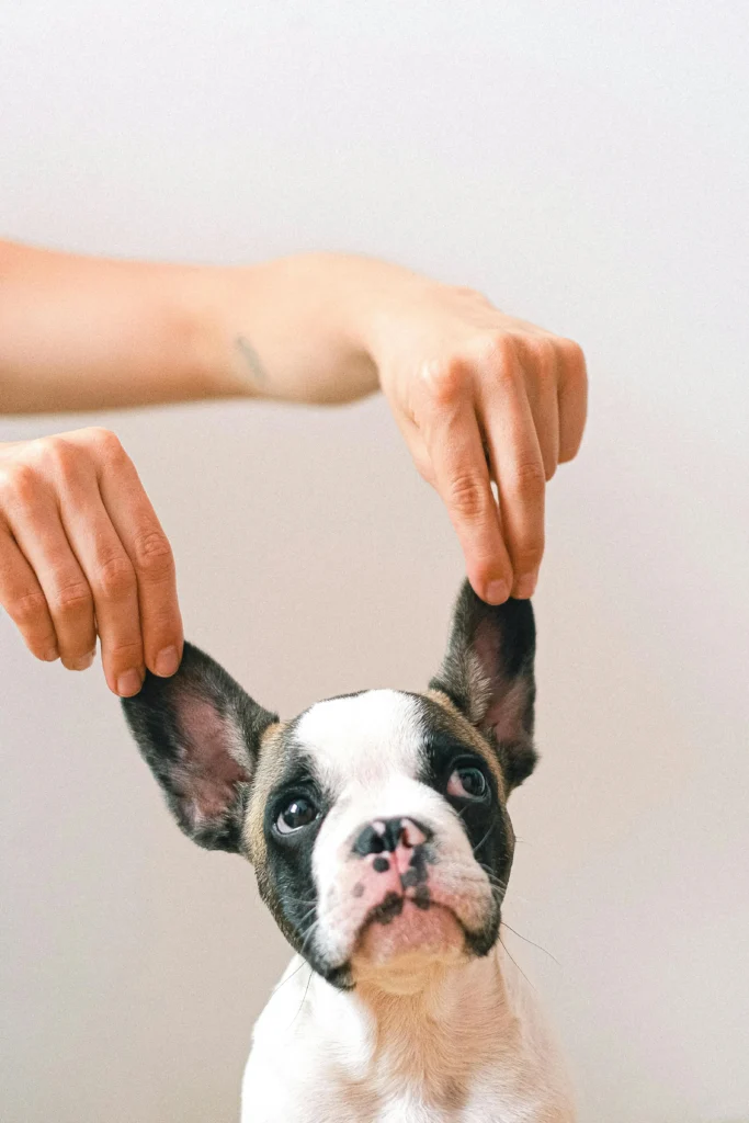 picture of a person gently holding the ears of a black and white french bulldog puppy