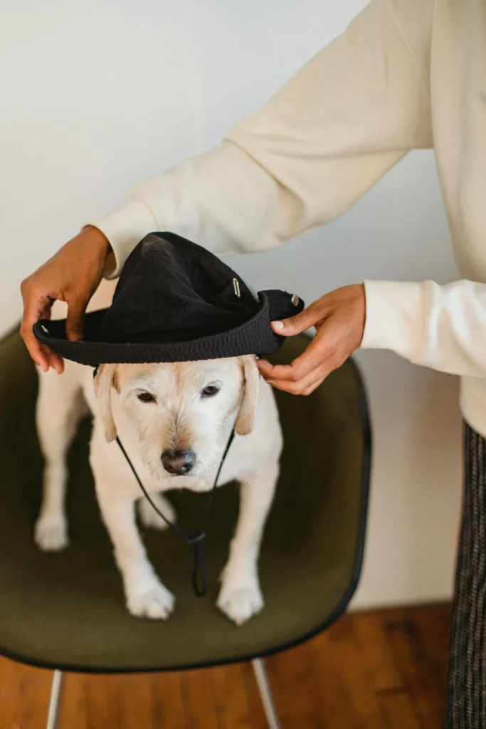picture of a person placing a black bucket hat onto the head of a light colored dog sitting on a chair